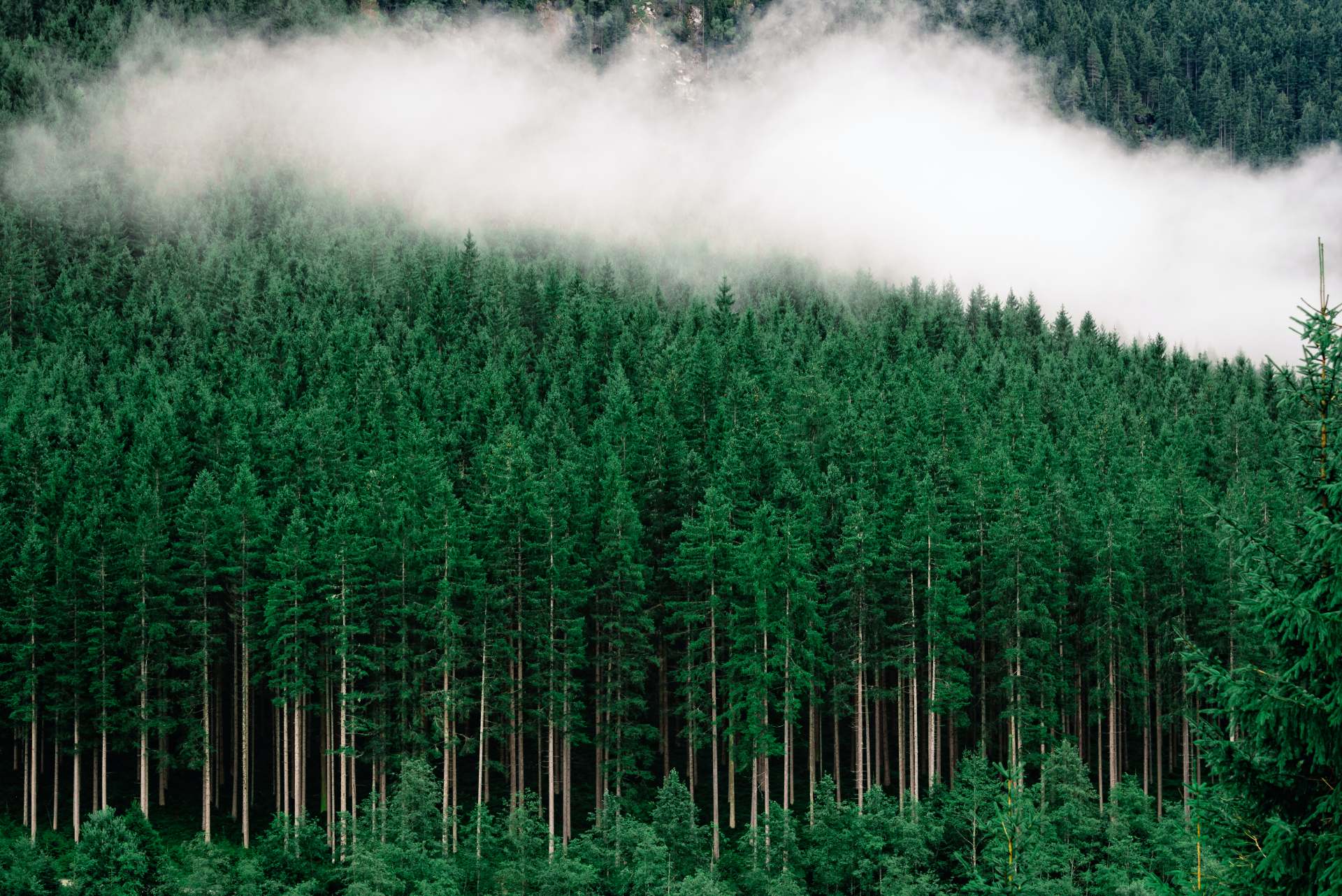 Mitwirken Regio Baum