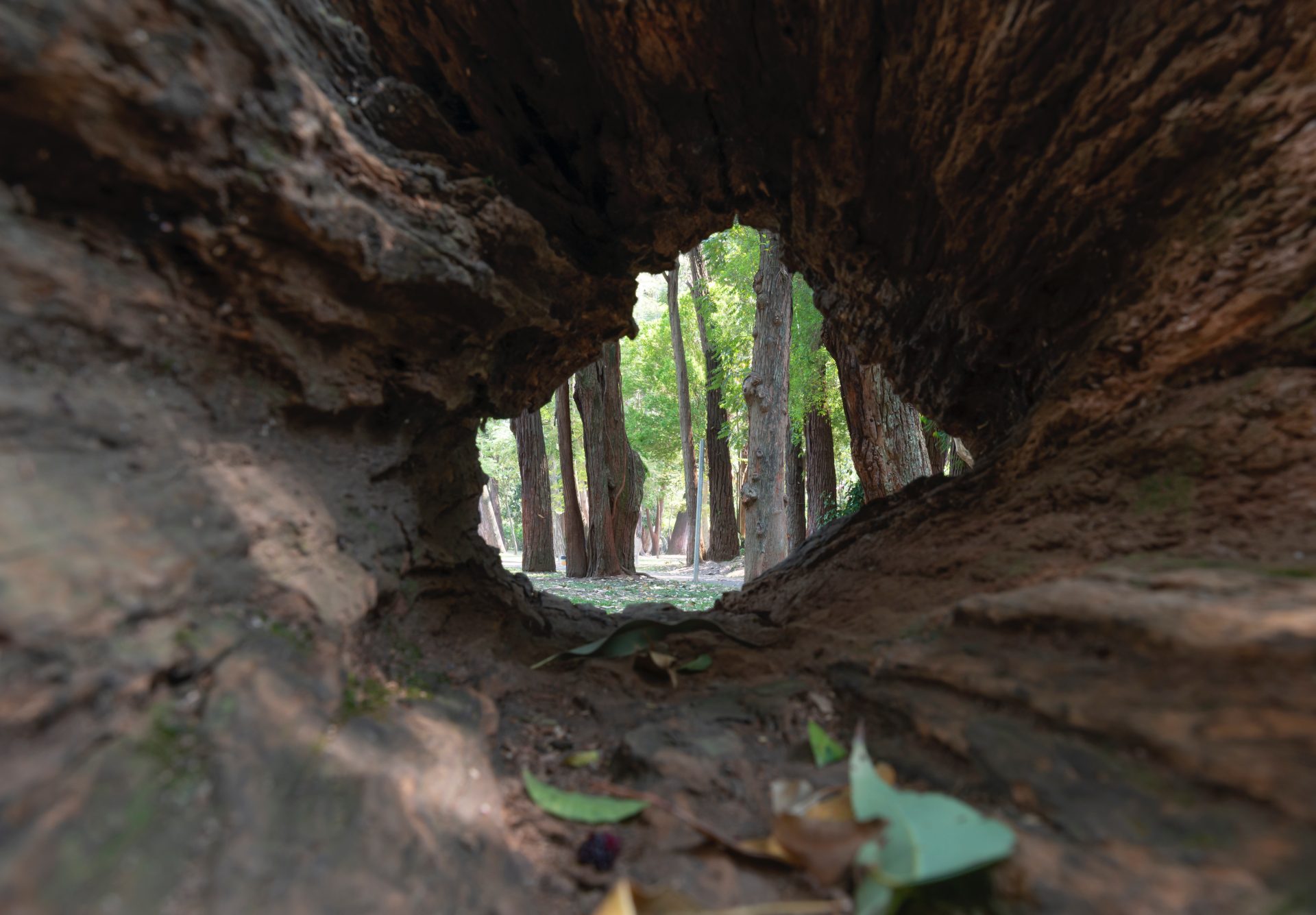 park-seen-through-empty-trunk